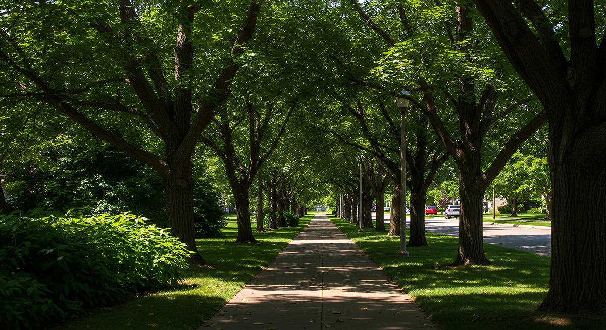 Shade Trees – Holly Days Nursery