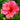 Hibiscus Bush