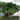 Adonidia Palm
