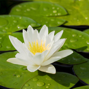 Hardy Water Lily