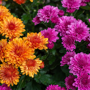 3 for $27 Mums