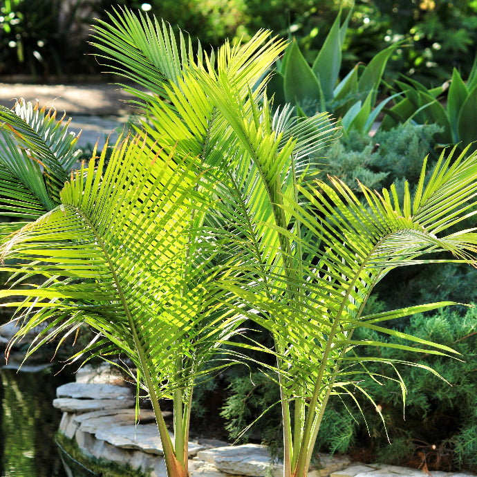 palm majesty plant Majesty Palm – Holly Days Nursery