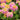 Lantana