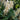 Bottlebrush Buckeye