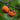 American Persimmon