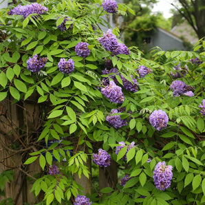 Amethyst Falls Wisteria
