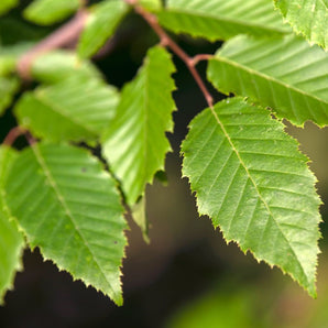 American Hornbeam