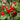 Red Chokeberry