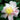 Winter's Star Camellia