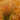 Praire Fire Sedge