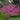 Merlot Redbud