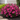 Minuet Weigela
