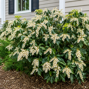 Dorothy Wycoff Pieris