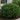 Soft Touch Japanese Holly
