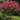 Hopi Crape Myrtle