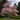 Galaxy Magnolia