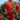 Bellini Raspberry Crape Myrtle