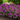 Bellini® Grape Crape Myrtle