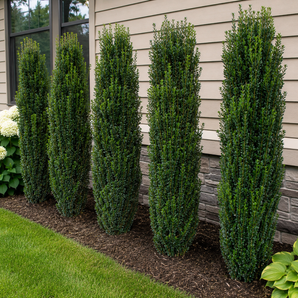 Dee Runk Boxwood
