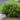 Mugo Pine