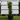 Dee Runk Boxwood