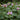 Hot Lips Turtlehead