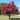 Cherokee Brave Dogwood