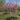 Pink Heartbreaker Redbud
