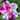 Autumn Twist Encore Azalea