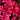Hino Crimson Azalea