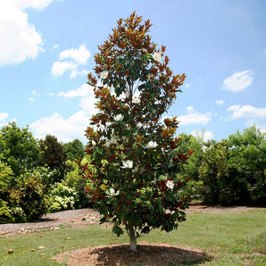 Little Gem Magnolia