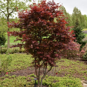 Emperor Japanese Maple─ Acer palmatum