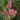 Hopi Crape Myrtle