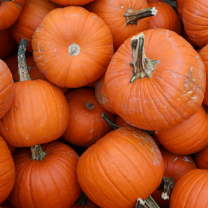 Baby Pam Pumpkin