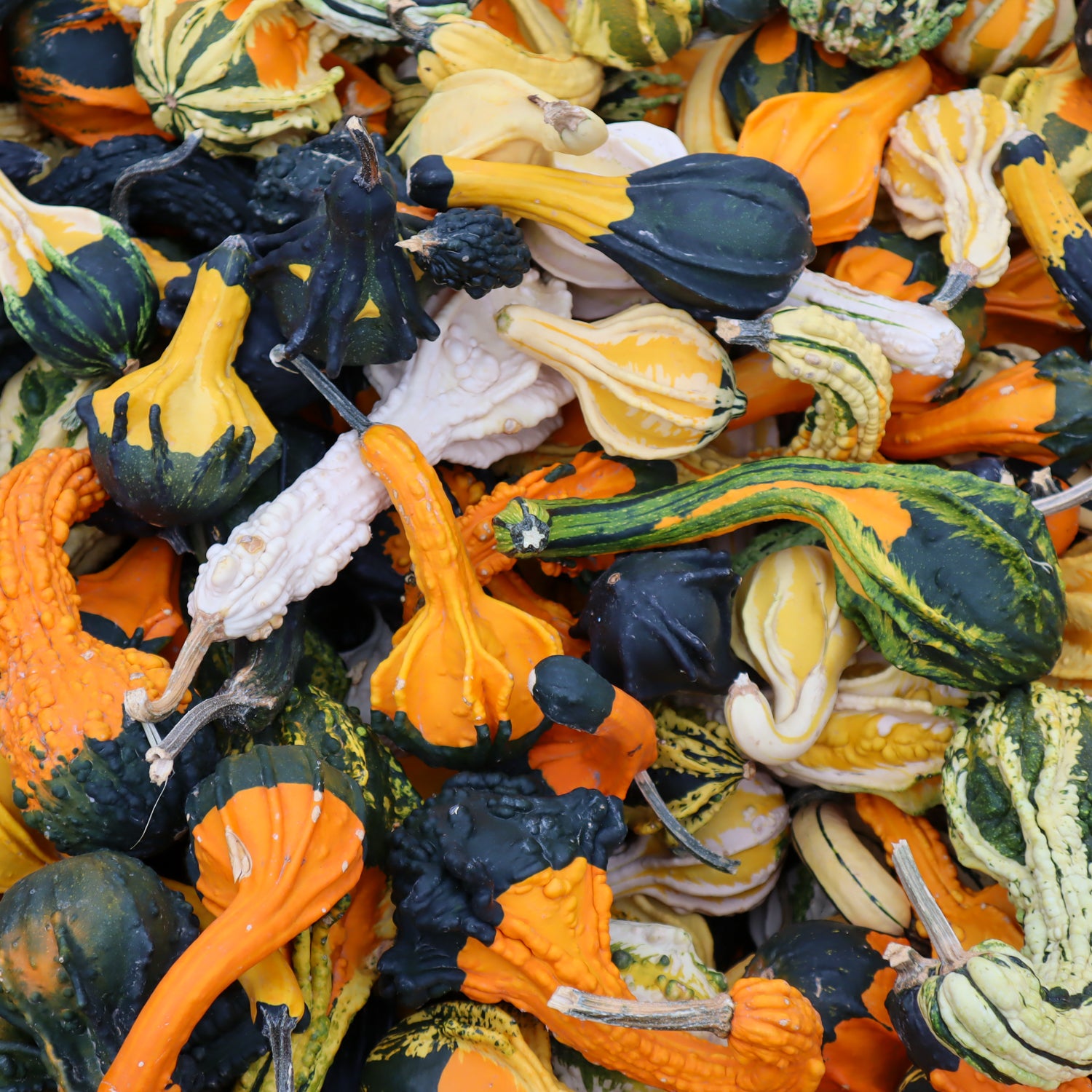 Mini Jourds Mini Gourd – Holly Days Nursery