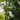 Green Giant Arborvitae