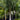 Queen Palm