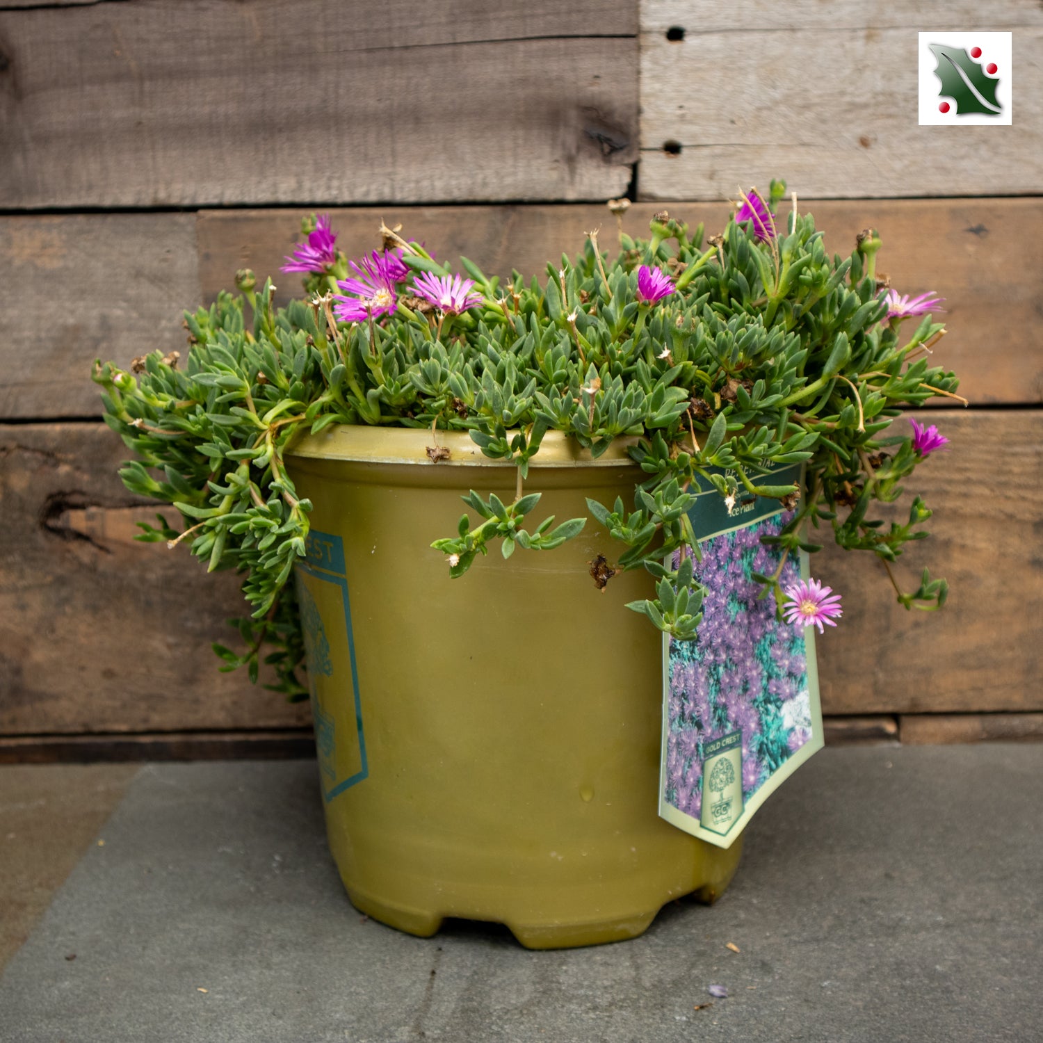 hardy succulent flowering ice plants Hardy Ice Plant