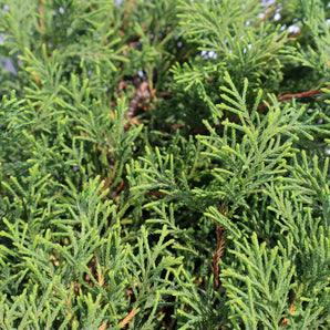 Russian Cypress