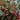 Red Sprite Winterberry