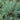 Grey Owl Juniper