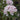 Korean Spice Viburnum