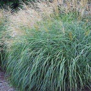 Adagio Maiden Grass
