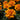Marigold