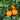 Navel Orange Citrus