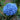 Nikko Blue Hydrangea