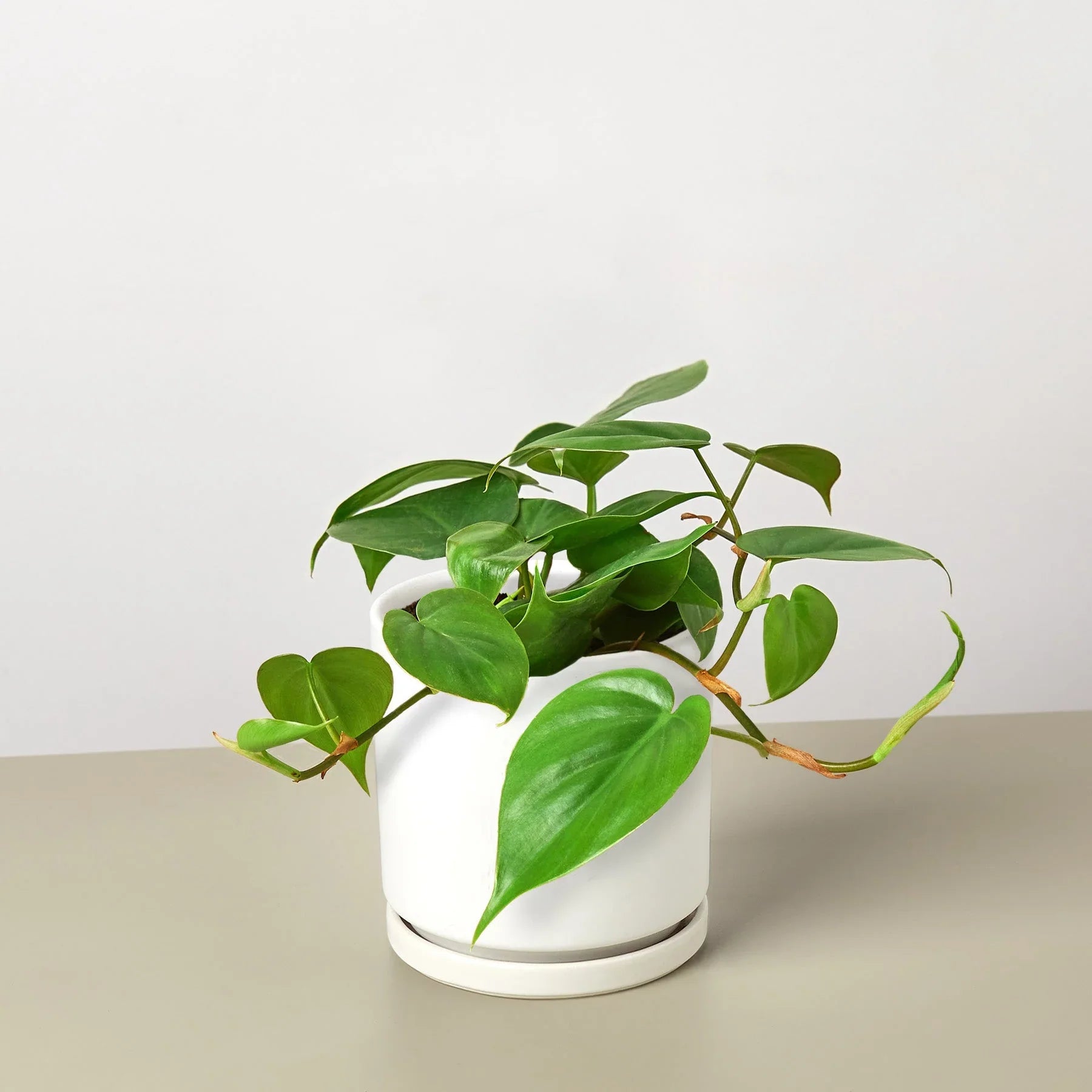 philodendron cordatum common name Philodendron Cordatum 'Heartleaf' 3" Pot / Nursery Pot