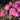 Pink Knock-Out Rose