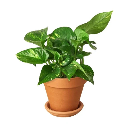 holy pothos Golden Pothos Air Purifying Vine