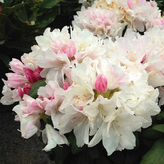 Evergreen Shrubs – Holly Days Nursery